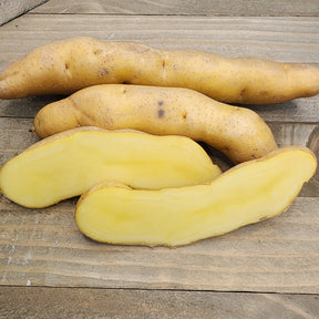 Organic Russian Banana fingerling potato seed from SeedsNow-Potatoes, showcasing elongated yellow-skinned late-season potato.