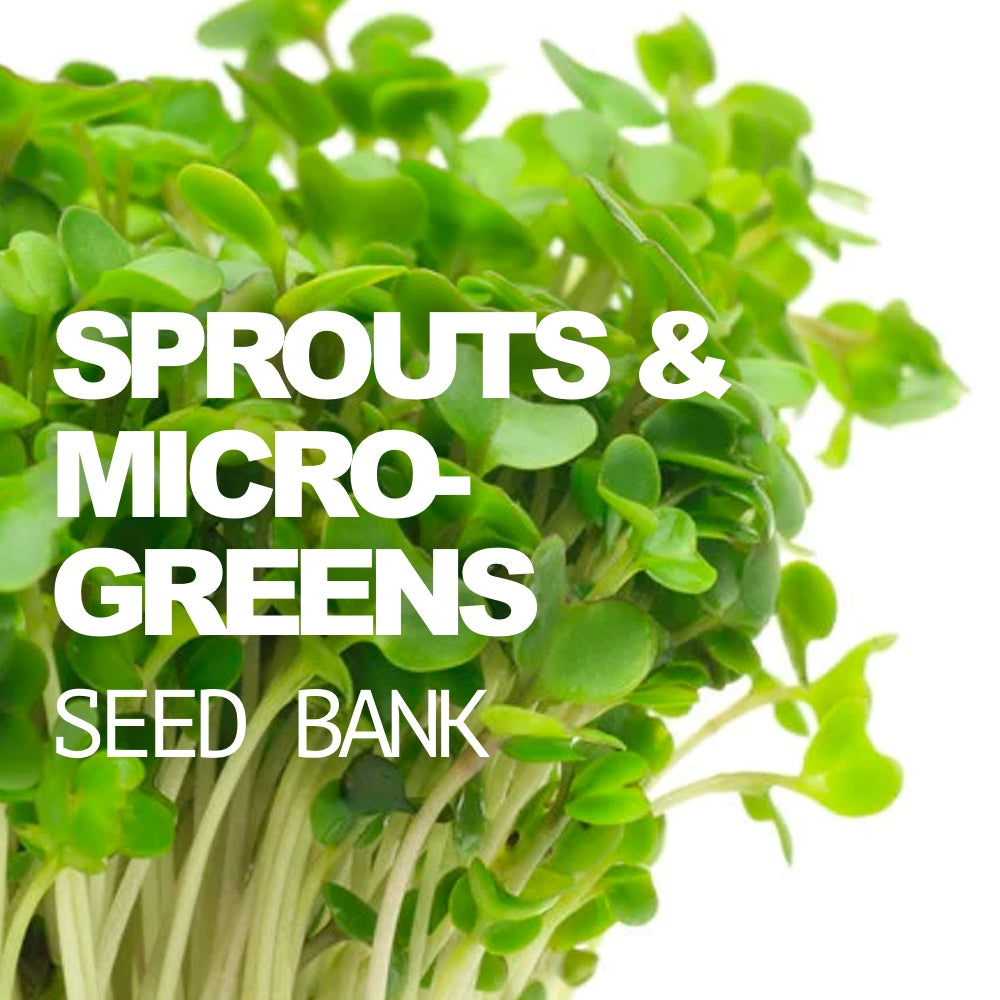 SeedsNow seed bank with sprouting jar for growing microgreens and sprouts, featuring a compact all-in-one seed storage and sprouting kit.