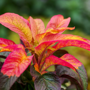 Amaranth - Tri Color (Joseph's Coat) seeds