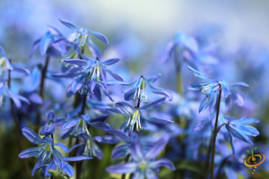 Wildflowers - Annual Cut Flower Scatter Garden Seed Mix - SeedsNow.com