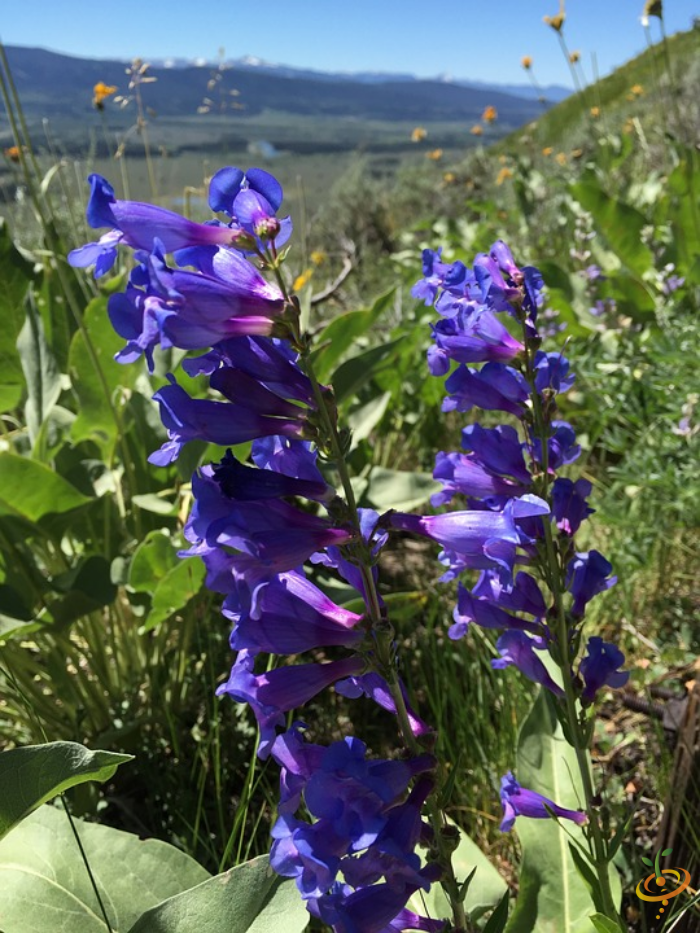 Wildflowers - Exotic Mountain Scatter Garden Seed Mix - SeedsNow.com