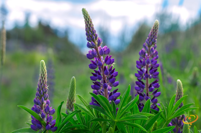 Wildflowers - Lupine Scatter Garden Seed Mix - SeedsNow.com