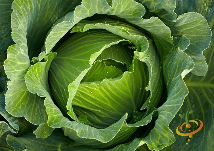 Cabbage - All Season.