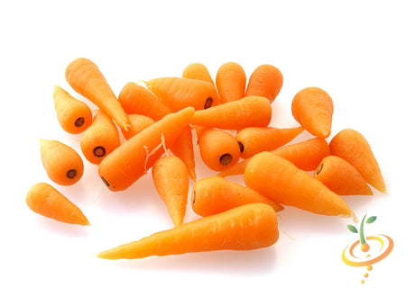 Chantenay carrot seeds from SeedsNow, 5-inch long carrot seeds for planting and gardening.