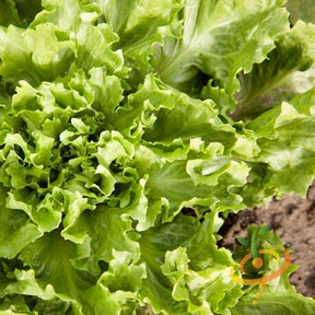 Broadleaf full heart Batavian endive seed packet from SeedsNow, showing vibrant green leafy endive plants.