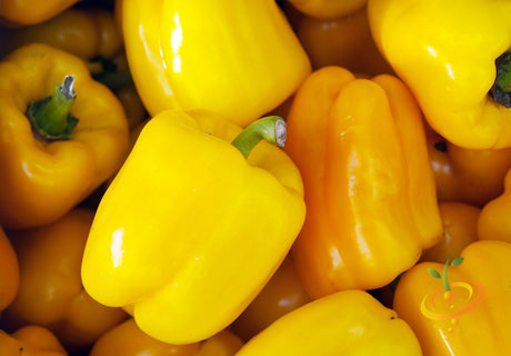 Sunbright yellow sweet pepper seeds from SeedsNow, vibrant image of fresh, colorful pepper seeds on a white background.