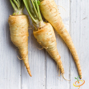 Three fresh Harris Model parsnips with green tops on a wooden surface