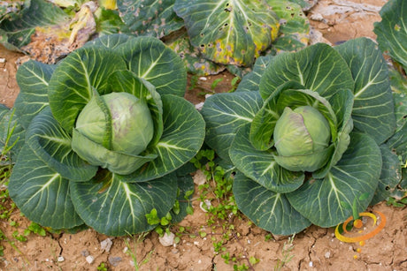 Danish Ballhead cabbage seed by SeedsNow, showing fresh green cabbage heads with tight, round leaves.
