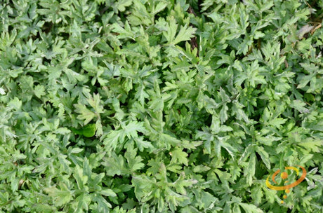 Wormwood seeds from SeedsNow, small green seeds used for planting and herbal remedies, shown on white background.