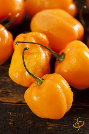 Pepper - Habanero Orange.