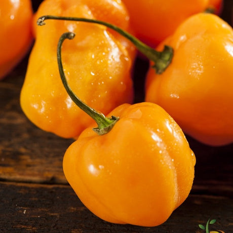 Orange habanero hot pepper seeds from SeedsNow, featuring vibrant orange peppers and detailed seed packet imagery.