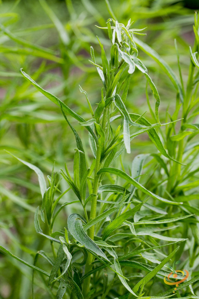 Tarragon.