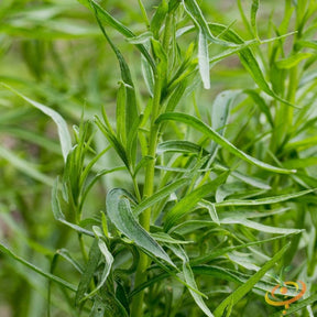 Tarragon seeds from SeedsNow, small green seeds for growing fresh tarragon herb in a garden or container.