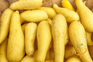 Squash (Summer) - Crookneck, Yellow Early Summer.