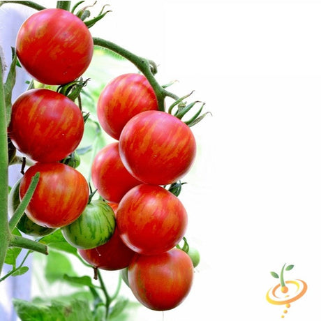 Indeterminate Tigerella tomato seeds from SeedsNow showing vibrant striped tomatoes on the plant.