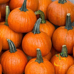 Small Sugar pumpkins with bright orange skin and green stems, ideal for pies and gardening.