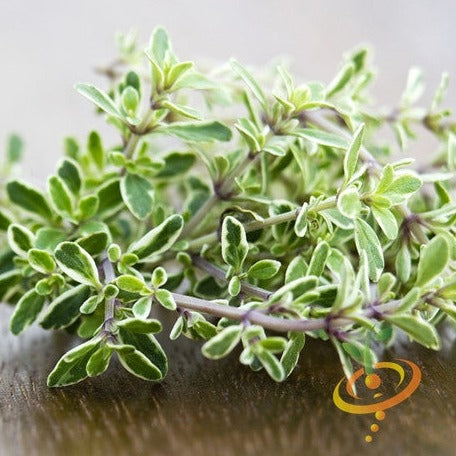 Fresh thyme seeds from SeedsNow, small brown seeds ideal for planting herb gardens and culinary use.