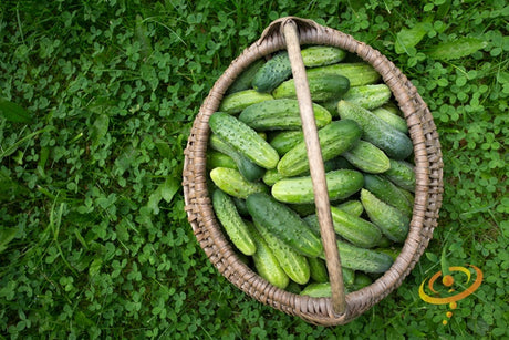 Boston Pickling cucumber seeds from SeedsNow, close-up of green cucumber seeds on a white background.