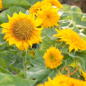 Dwarf sunflower seedling with bright yellow petals and green leaves, ready for planting, from SeedsNow.