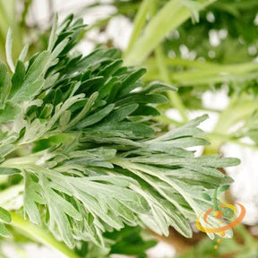 Close-up of fresh green wormwood leaves, medicinal and garden plant