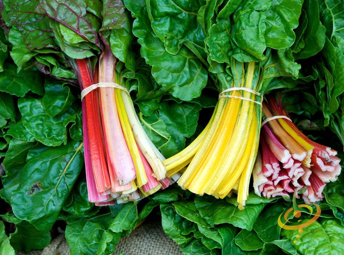 Swiss Chard - Rainbow Mix.