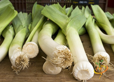 Fresh Carentan leek seedling from SeedsNow, vibrant green leek plant with long leaves and white bulb at the base.