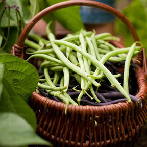 Green bush bean plant with lush leaves, grown from Top Crop bush bean seeds by SeedsNow, ready for harvest in a garden.