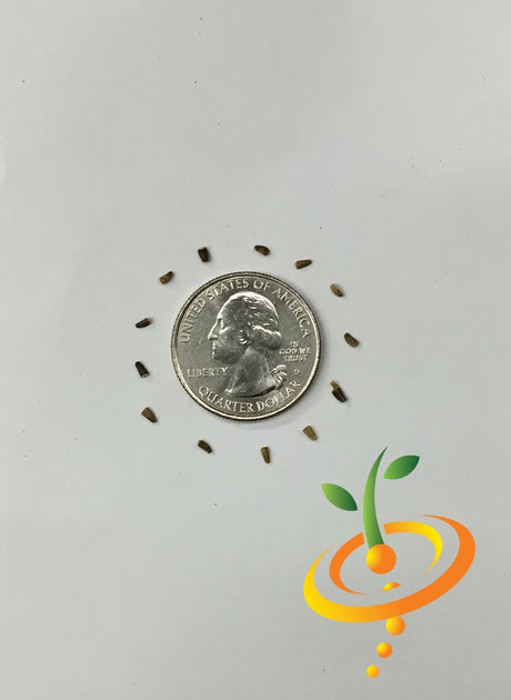 White Witloof chicory seeds from SeedsNow, showing small white seed grains on a neutral background.