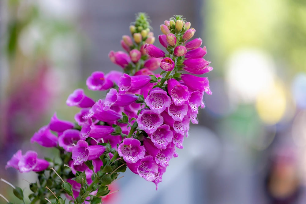 Flowers - Foxglove - SeedsNow.com