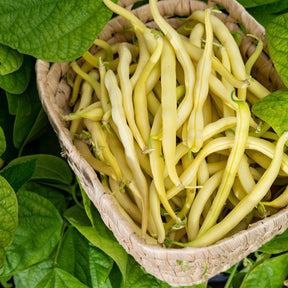 Golden Wax bush bean seeds from SeedsNow, showing vibrant yellow bean pods on green plants in a garden setting.