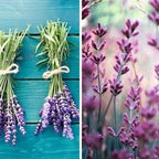 English lavender flower seeds from SeedsNow, showing fresh lavender seed packets with blooming lavender flowers.