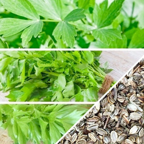 Close-up of fresh Lovage seeds from SeedsNow, showcasing small brown seeds in a natural setting.