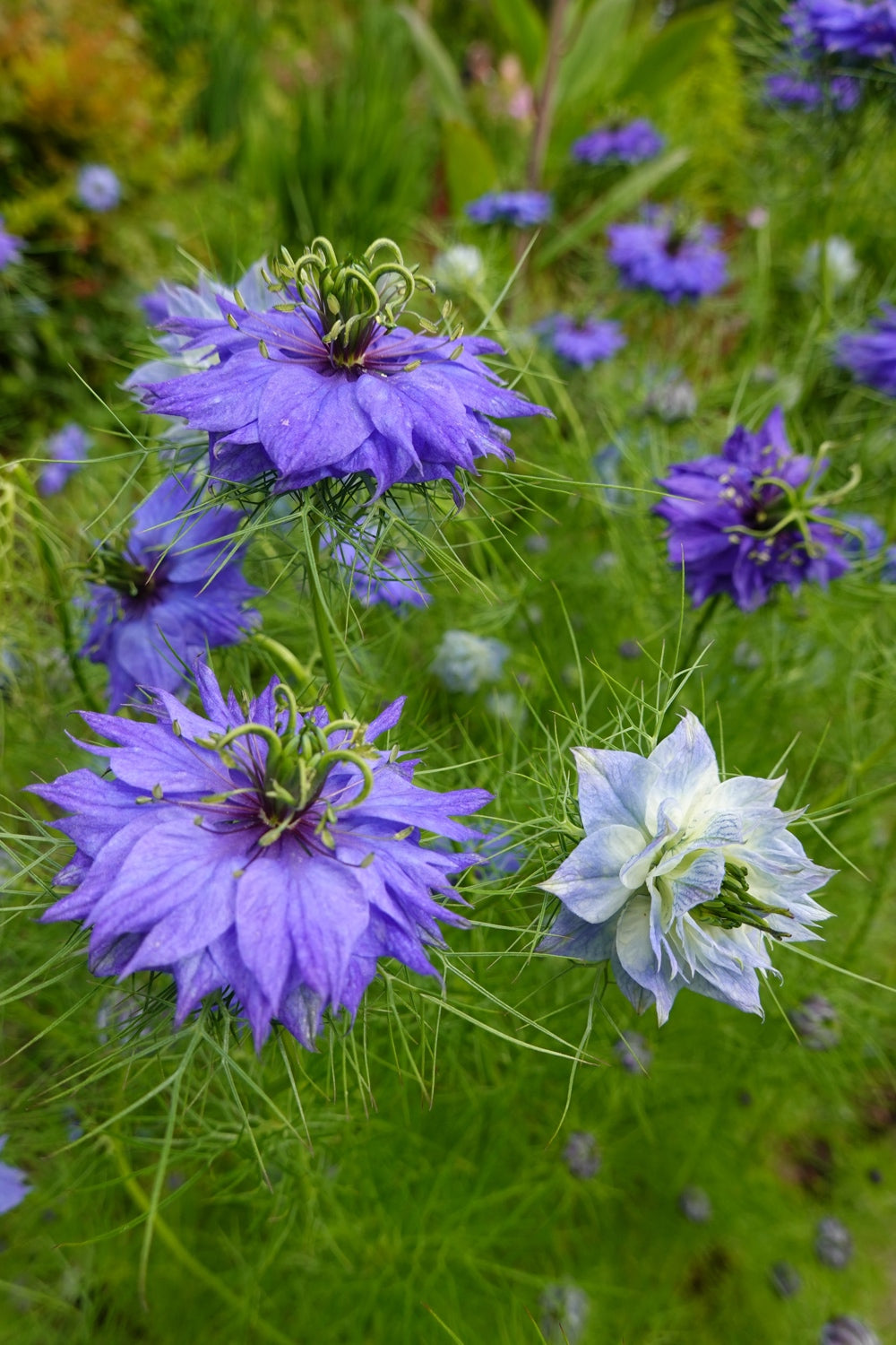 Flowers - Love-in-a-Mist - SeedsNow.com