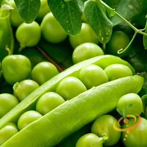 Alaska Early Pea seeds from SeedsNow, small green pea pods and fresh pea plants ready for planting and harvest.