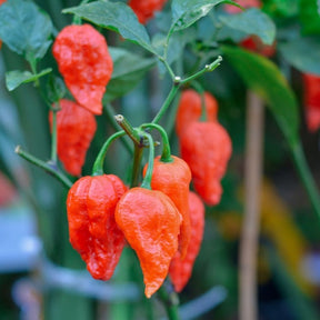 Close-up of bright orange ghost chili peppers hanging on plant, world's hottest peppers variety pack