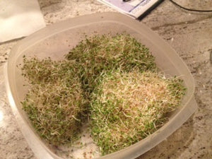 Sprouts/Microgreens - Alfalfa.