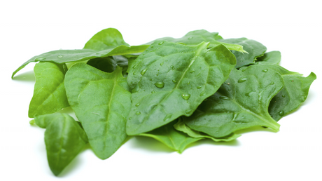 Fresh green New Zealand spinach leaves from SeedsNow, showcasing vibrant, healthy spinach ready for harvest.