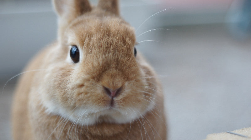 All-in-One Bunny Garden Variety Pack - SeedsNow.com