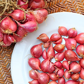 Organic Holland Red shallot bulbs set from SeedsNow-Shallot, non-GMO and ready for planting in vegetable gardens.