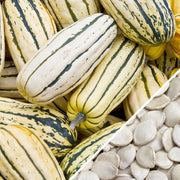 Squash (Winter) - Delicata.