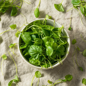 Fresh watercress seeds from SeedsNow.com, 100% true watercress seeds for planting and growing healthy watercress plants.