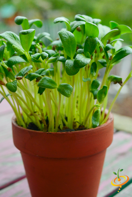 Fresh fenugreek microgreens sprouting in a container, showcasing vibrant green sprouts from SeedsNow.
