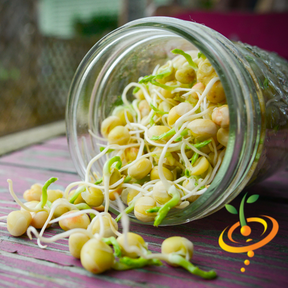 Fresh green pea sprouts and microgreens from SeedsNow, showcasing vibrant, tender sprouts on a white background.