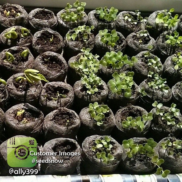 Free All-in-1 Seed Starter Kit with soil pellets, ideal for planting and sprouting seeds indoors or outdoors.