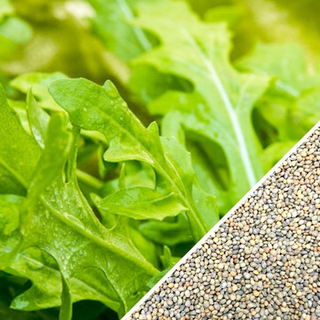 Close-up of SeedsNow arugula seeds, also known as rocket or roquette, showing small, brown seed grains for planting and gardening.