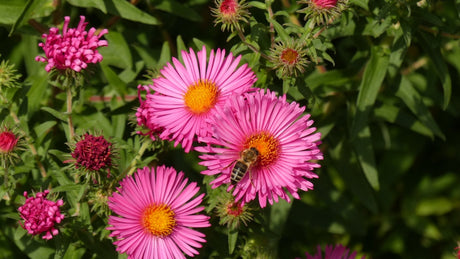 Close-up of Aster New England flower seeds from SeedsNow-Flowers, showcasing small seed grains for planting.