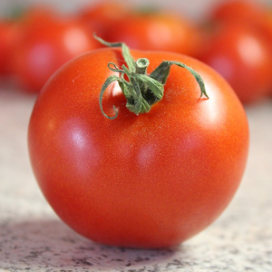 Indeterminate Bradley tomato seeds from SeedsNow, showcasing vibrant green tomato plant with ripe red tomatoes.