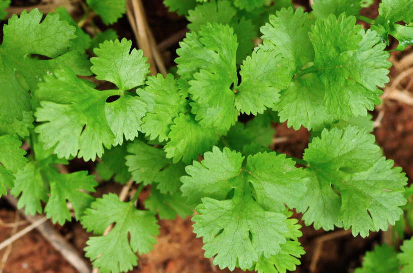 Cilantro (Coriander) - Slow Bolt.