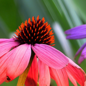 Wildflowers coneflower scatter garden seed mix from SeedsNow, featuring vibrant coneflowers and colorful wildflower blooms.