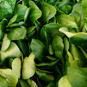 Fresh French corn salad (mache or lamb's lettuce) grown from SeedsNow seeds, showing vibrant green leaves on a garden bed.